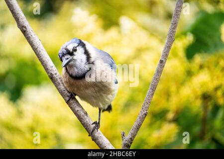 Blue jay thronte auf einem Zweig in der Nähe eines Vogelfutterhäuschen. Stockfoto