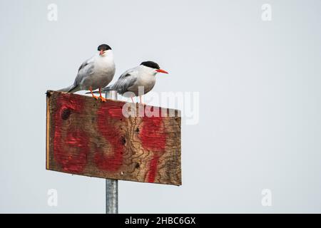 Common Terns Paar auf einem Pfosten und ruht Stockfoto