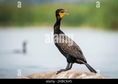 Kormoran mit Doppelcrestbesen thront auf einem Felsen am Ufer des St. Lawrence River. Stockfoto