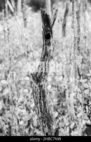 Sumpfgebiete im Mangrovenaufforstungsprojekt, Avellana Beach, Costa Rica Stockfoto