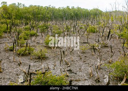 Sumpfgebiete im Mangrovenaufforstungsprojekt, Avellana Beach, Costa Rica Stockfoto