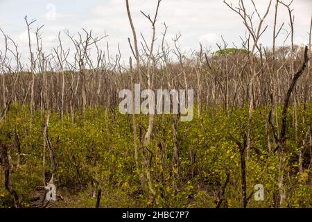 Sumpfgebiete im Mangrovenaufforstungsprojekt, Avellana Beach, Costa Rica Stockfoto