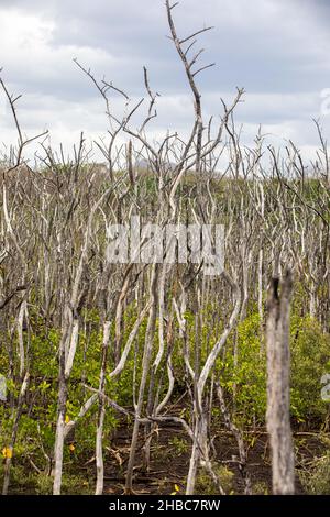 Sumpfgebiete im Mangrovenaufforstungsprojekt, Avellana Beach, Costa Rica Stockfoto