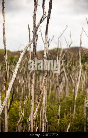 Sumpfgebiete im Mangrovenaufforstungsprojekt, Avellana Beach, Costa Rica Stockfoto