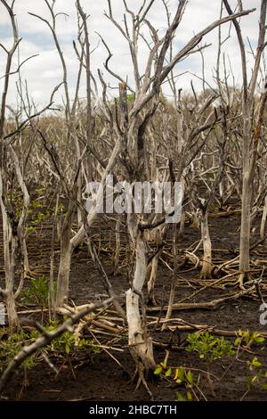 Sumpfgebiete im Mangrovenaufforstungsprojekt, Avellana Beach, Costa Rica Stockfoto