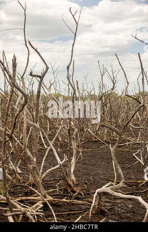 Sumpfgebiete im Mangrovenaufforstungsprojekt, Avellana Beach, Costa Rica Stockfoto