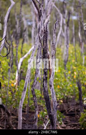 Sumpfgebiete im Mangrovenaufforstungsprojekt, Avellana Beach, Costa Rica Stockfoto