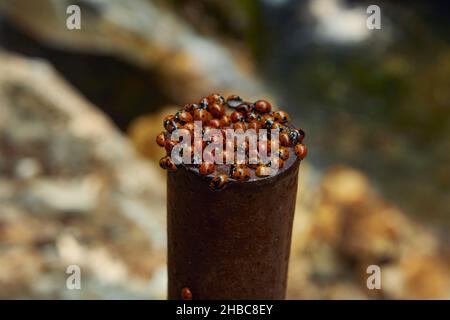 Bunte Asiatische Lady Beetle. Eine große Gruppe Marienkäfer sammelte sich auf den Felsen in der Nähe von Gebäuden Stockfoto