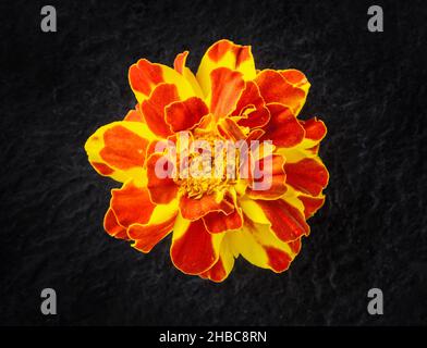 Studioaufnahme der Blume auf schwarzem Hintergrund. Nahaufnahme. Stockfoto