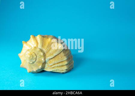 Leere Meeresmuschel-Rapana oder große räuberische Meeresschnecke auf blauem oder azurblauem Hintergrund. Speicherplatz kopieren. Stockfoto