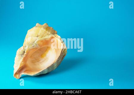 Leere Meeresmuschel-Rapana oder große räuberische Meeresschnecke auf blauem oder azurblauem Hintergrund. Speicherplatz kopieren. Stockfoto