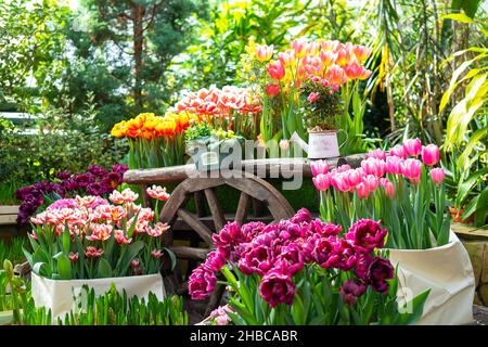 Garten dekorativer Holzwagen mit mehrfarbigen Blüten in einem Gewächshaus oder Garten. Rosa, gelbe, burgunderrote, rote und weiße Tulpen. Stockfoto