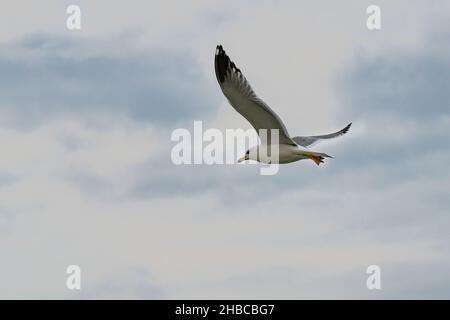 Eine einzige Möwe im Flug in einem teilweise bewölkten Himmel über dem mittelmeer. Stockfoto