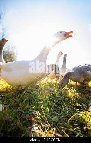 Schöne Gänse (anser anser domesticus) genießen einen morgendlichen Spaziergang auf einem Bauernhof. Einheimische Gans. Gänsehaut. Stockfoto