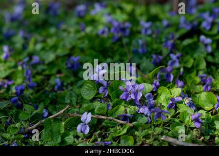 Schönes Grasblatt und Blumen von Veilchen im Frühling. Stockfoto