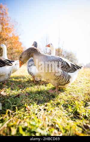 Schöne Gänse (anser anser domesticus) genießen einen morgendlichen Spaziergang auf einem Bauernhof. Einheimische Gans. Gänsehaut. Stockfoto
