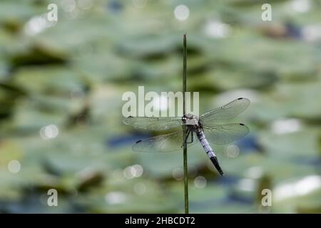 Blue Dragonfly Stockfoto