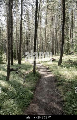 Die Sonne bricht durch den Tall Pines Forest entlang des Weges um den Jenny Lake Stockfoto