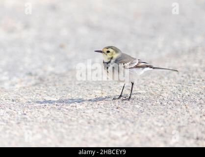 Weißer Wagtail auf dem Boden in Griechenland Stockfoto