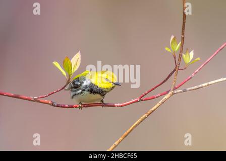 Schwarzkehliger Grünsänger auf einem Baum Stockfoto