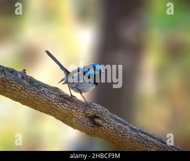 Auf einem Baum thronend, ein toller Fairywren Stockfoto