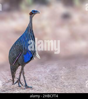 Vulturine Guineafowl auf der Nahrungssuche in Afrika Stockfoto