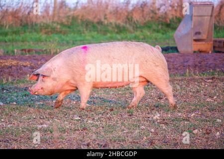 Holländische Landrasse sät Schwein bei Sonnenuntergang am späten Nachmittag, wandert über ihren Freilandhalter Wiltshire UK Stockfoto