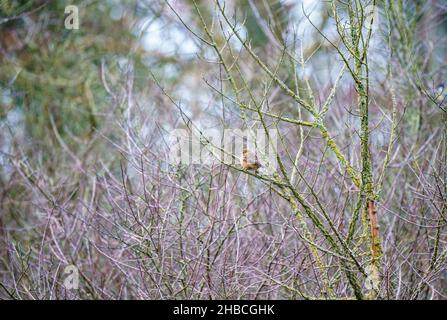 Ein weibliches Steinechat (Saxicola rubicola) saß zwischen Winterzweigen, Wiltshire UK Stockfoto