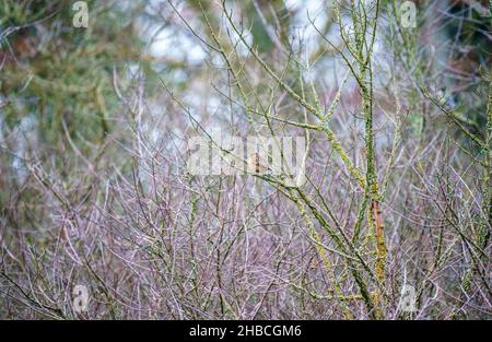 Ein weibliches Steinechat (Saxicola rubicola) saß zwischen Winterzweigen, Wiltshire UK Stockfoto