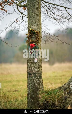 Ein weihnachtskranz hing an einem Baumstamm, Wiltshire UK Stockfoto