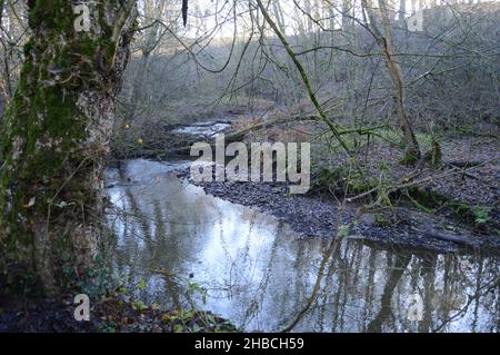 Die Sonne bricht durch den Nebel in Craighall Den, Ceres, Fife, Dezember 2021 Stockfoto