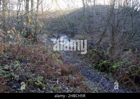 Die Sonne bricht durch den Nebel in Craighall Den, Ceres, Fife, Dezember 2021 Stockfoto