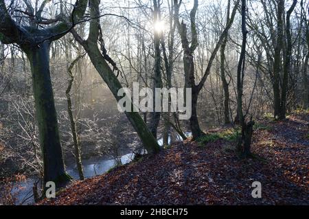 Die Sonne bricht durch den Nebel in Craighall Den, Ceres, Fife, Dezember 2021 Stockfoto