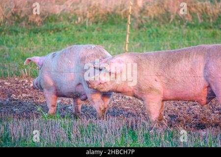 Holländische Landrasse sät Schwein bei Sonnenuntergang am späten Nachmittag, wandert über ihren Freilandhalter Wiltshire UK Stockfoto