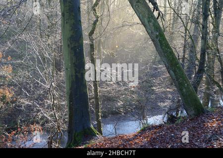 Die Sonne bricht durch den Nebel in Craighall Den, Ceres, Fife, Dezember 2021 Stockfoto