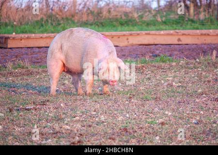 Holländische Landrasse sät Schwein bei Sonnenuntergang am späten Nachmittag, wandert über ihren Freilandhalter Wiltshire UK Stockfoto