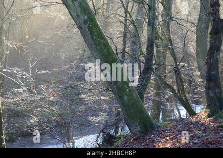 Die Sonne bricht durch den Nebel in Craighall Den, Ceres, Fife, Dezember 2021 Stockfoto