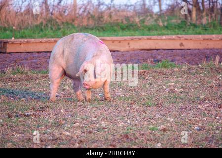 Holländische Landrasse sät Schwein bei Sonnenuntergang am späten Nachmittag, wandert über ihren Freilandhalter Wiltshire UK Stockfoto