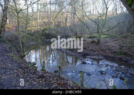 Die Sonne bricht durch den Nebel in Craighall Den, Ceres, Fife, Dezember 2021 Stockfoto