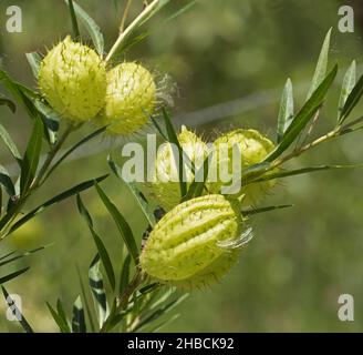 Ungewöhnliche Samenkapseln und schmale grüne Blätter von Gomphocarpus physocarpus, Balloon Cotton Bush, invasives Unkraut, vor hellgrünem Hintergrund, Australien Stockfoto