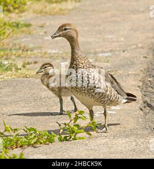 Weibliche Holzente, Chenonetta jubata, mit offenem Schnabel und zwitscherndem Gesang, mit winzigen Enten im Stadtpark in Australien Stockfoto