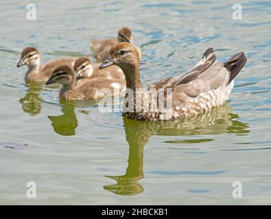 Weibliche Holzente, Chenonetta jubata, mit einer Gruppe von Entchen, die auf dem Wasser des Sees im Stadtpark in Australien paddeln und sich darin spiegeln Stockfoto