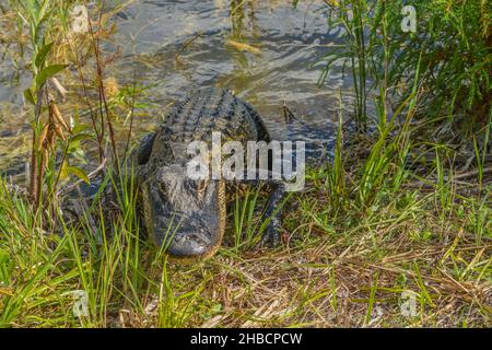 Dieser amerikanische Alligator befindet sich auf dem Burns Lake Campground im Big Cypress National Preserve, Ochopee, Florida Stockfoto