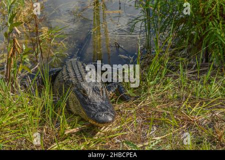 Dieser amerikanische Alligator befindet sich auf dem Burns Lake Campground im Big Cypress National Preserve, Ochopee, Florida Stockfoto