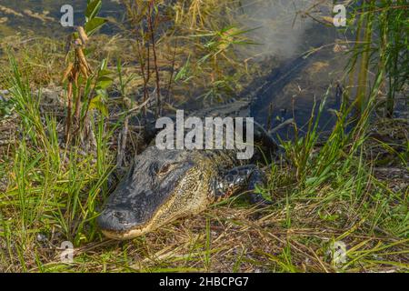 Dieser amerikanische Alligator befindet sich auf dem Burns Lake Campground im Big Cypress National Preserve, Ochopee, Florida Stockfoto