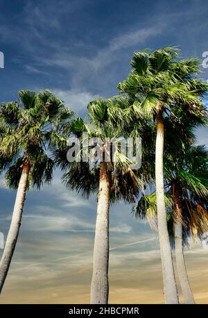 Palmen im Nachmittagslicht Stockfoto