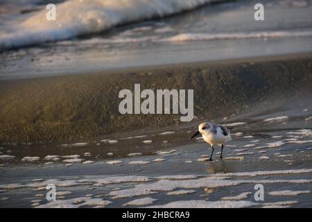 Sanderling am Strand in der frühen Morgensonne, Myrtle Beach South Carolina Stockfoto