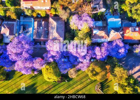 Grüne, grüne Straße mit blühenden Jacaranda-Bäumen an der Lower North Shore in Sydney - Luftaufnahme. Stockfoto