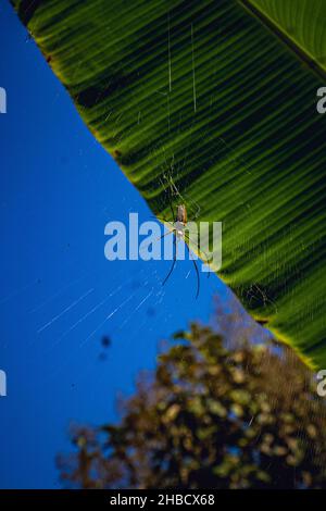 Spinne im Netz mit Details über einen Wald Stockfoto