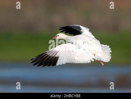 Ross's Goose (A. rossii) landet auf dem Pacific Flyway in Colusa National Wildlife (NWR) in Kalifornien im Wind Stockfoto